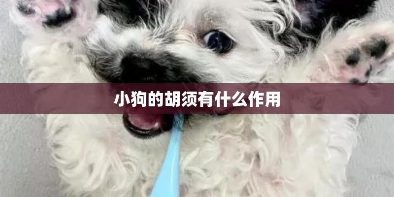 小狗的胡须有什么作用