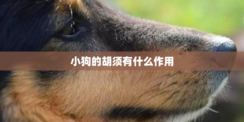 小狗的胡须有什么作用