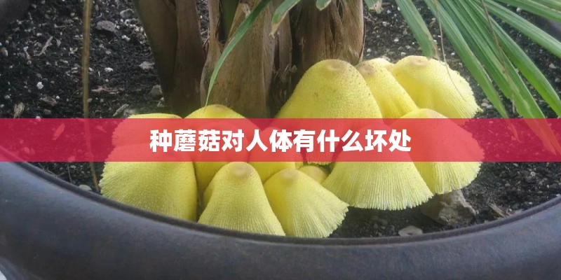 种蘑菇对人体有什么坏处