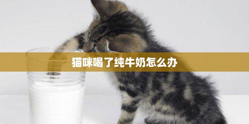 猫咪喝了纯牛奶怎么办