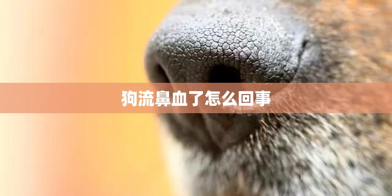 狗流鼻血了怎么回事