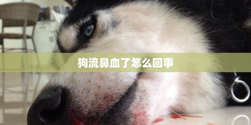 狗流鼻血了怎么回事