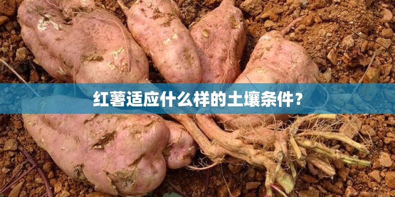 红薯适应什么样的土壤条件？