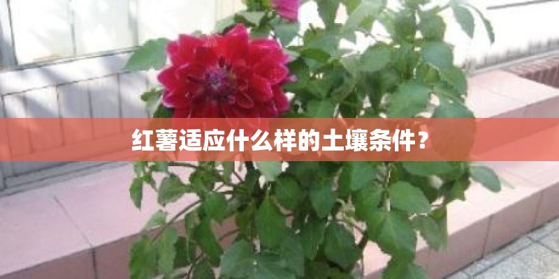 红薯适应什么样的土壤条件？