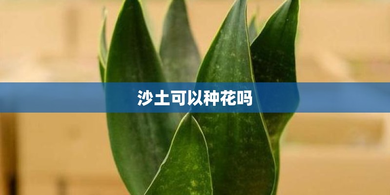 沙土可以种花吗