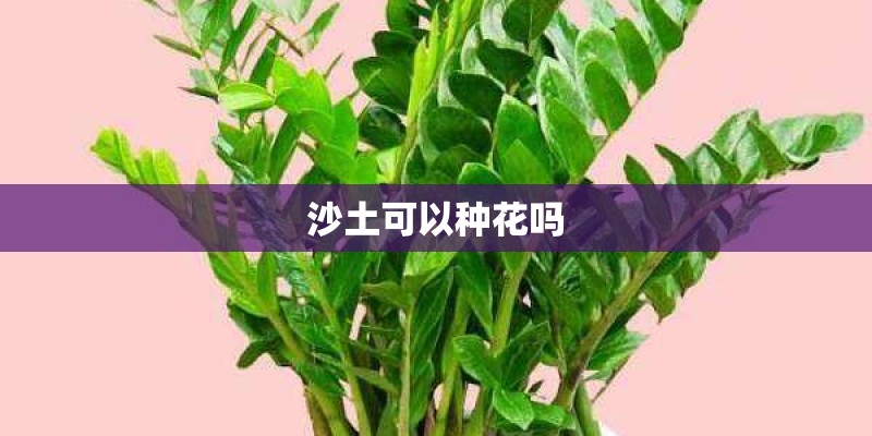 沙土可以种花吗