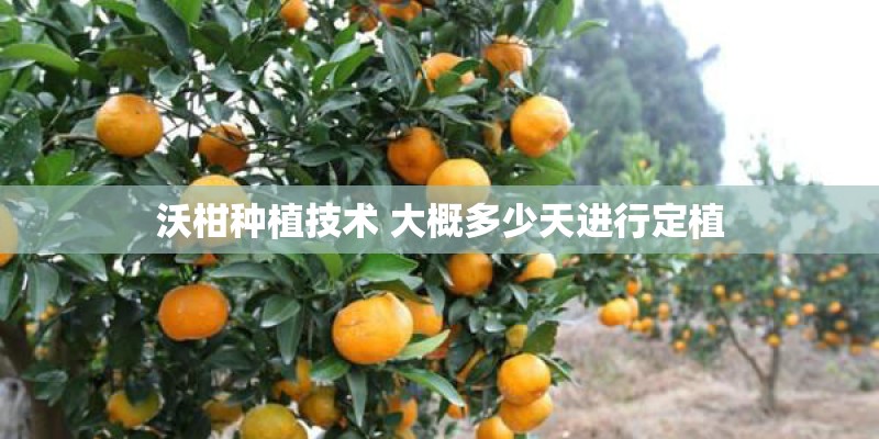 沃柑种植技术 大概多少天进行定植