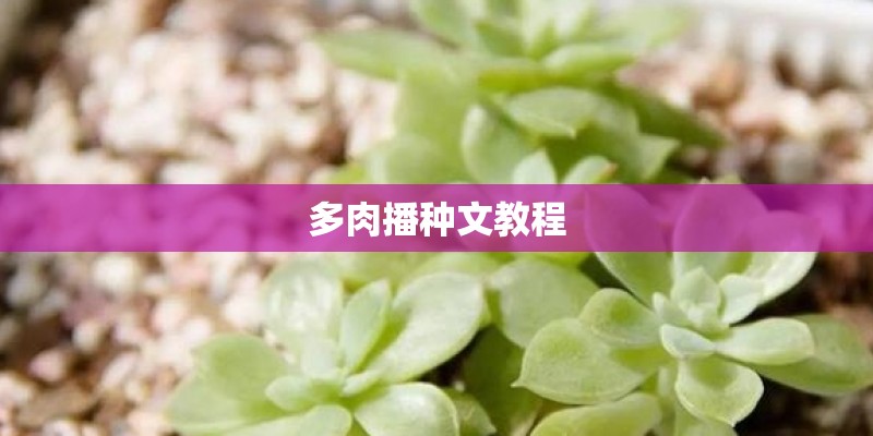 多肉播种文教程