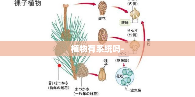 植物有系统吗-