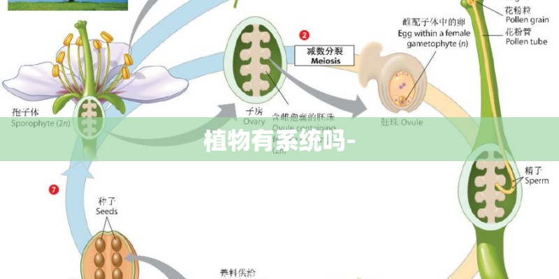 植物有系统吗-