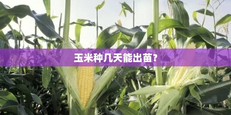玉米种几天能出苗？