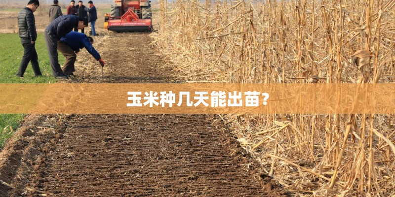 玉米种几天能出苗？