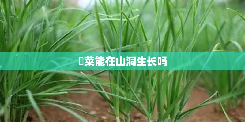 韮菜能在山洞生长吗