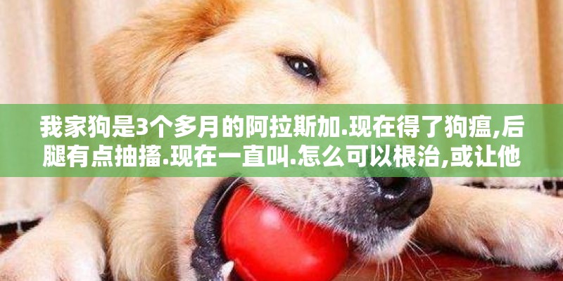 我家狗是3个多月的阿拉斯加.现在得了狗瘟,后腿有点抽搐.现在一直叫.怎么可以根治,或让他减轻疼痛.