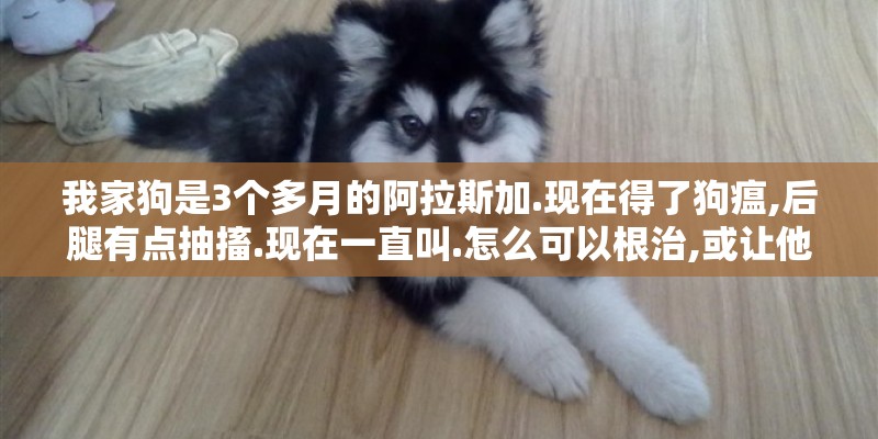 我家狗是3个多月的阿拉斯加.现在得了狗瘟,后腿有点抽搐.现在一直叫.怎么可以根治,或让他减轻疼痛.