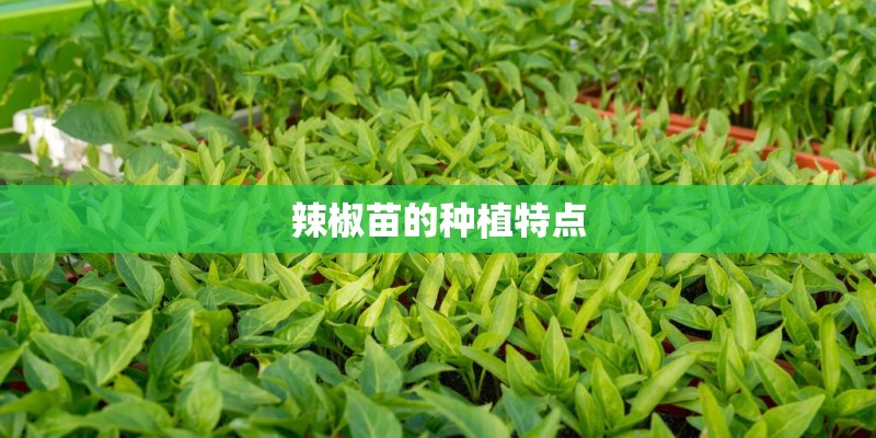 辣椒苗的种植特点