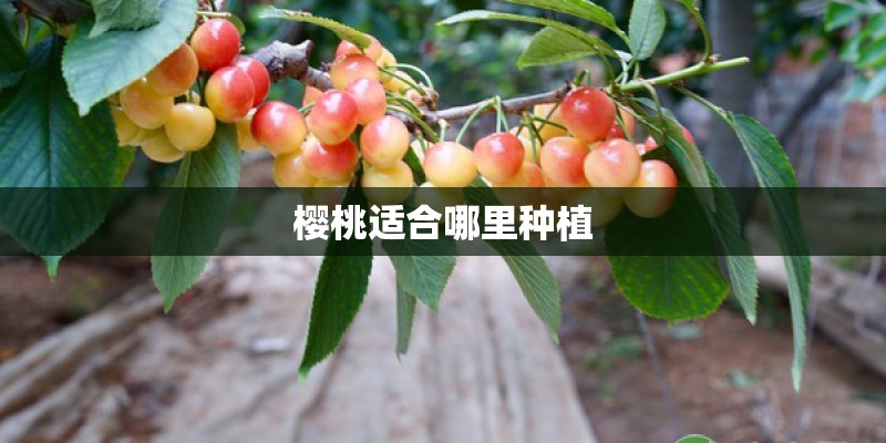 樱桃适合哪里种植