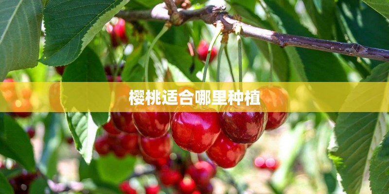 樱桃适合哪里种植