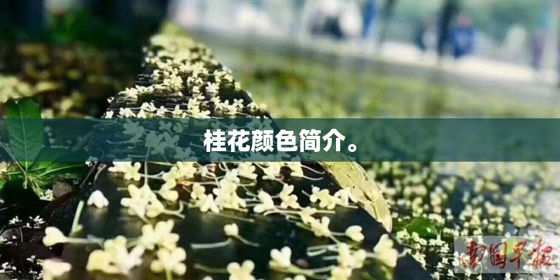 桂花颜色简介。