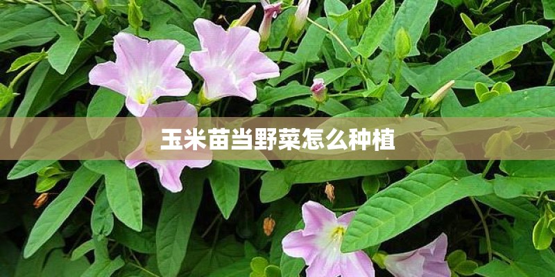 玉米苗当野菜怎么种植