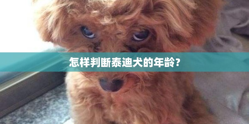 怎样判断泰迪犬的年龄？