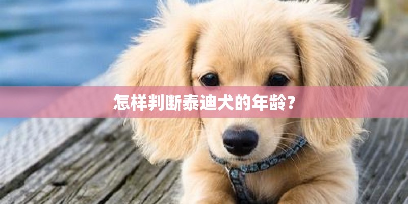 怎样判断泰迪犬的年龄？