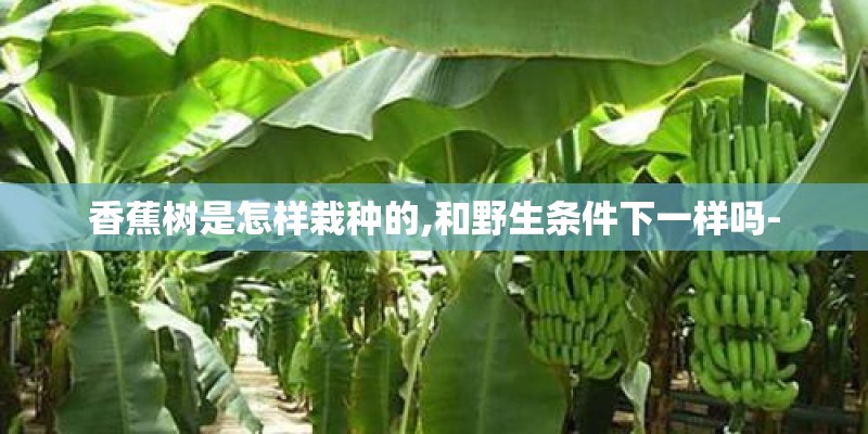 香蕉树是怎样栽种的,和野生条件下一样吗-