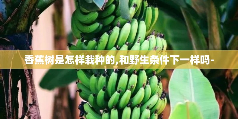 香蕉树是怎样栽种的,和野生条件下一样吗-