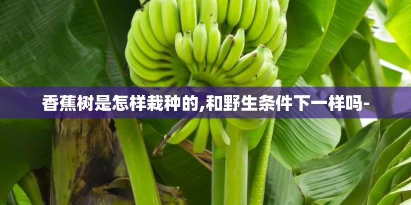 香蕉树是怎样栽种的,和野生条件下一样吗-