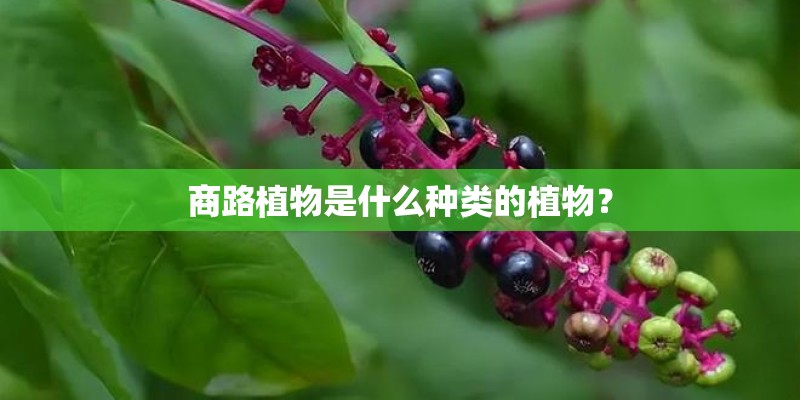 商路植物是什么种类的植物？