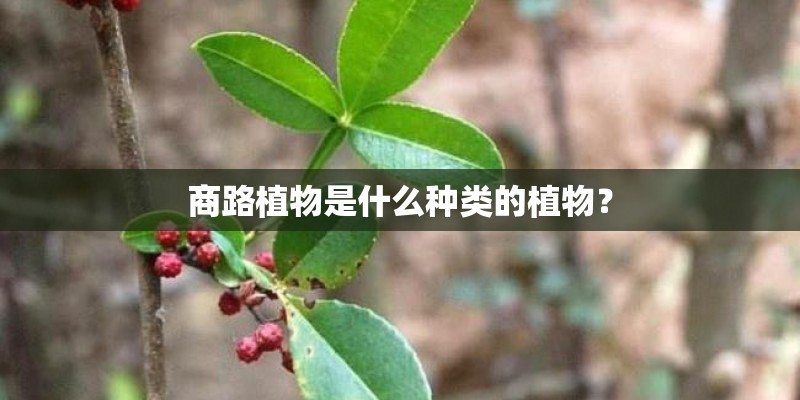 商路植物是什么种类的植物？