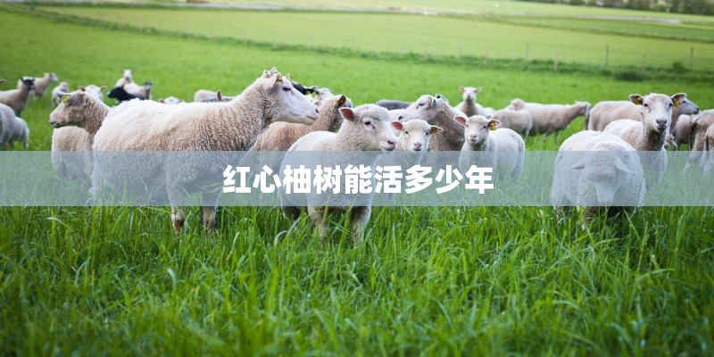红心柚树能活多少年