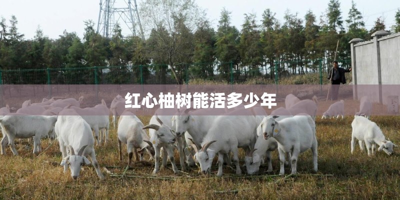 红心柚树能活多少年