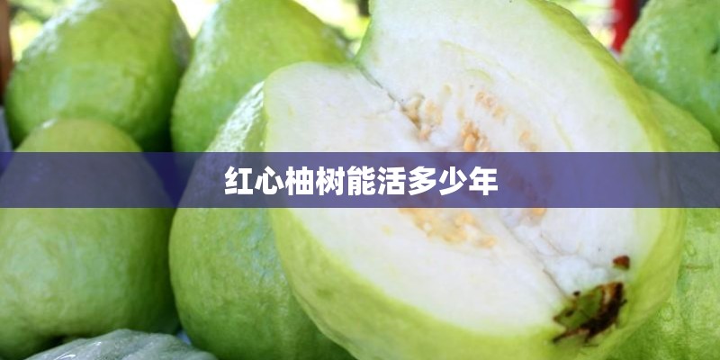 红心柚树能活多少年