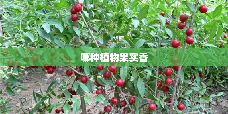 哪种植物果实香