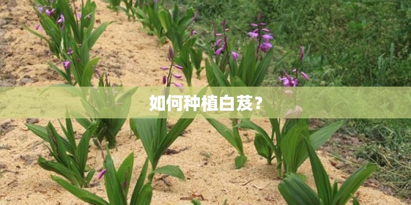 如何种植白芨？
