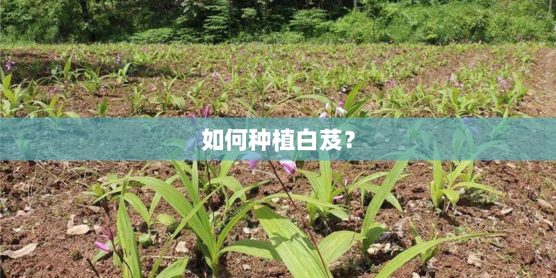 如何种植白芨？