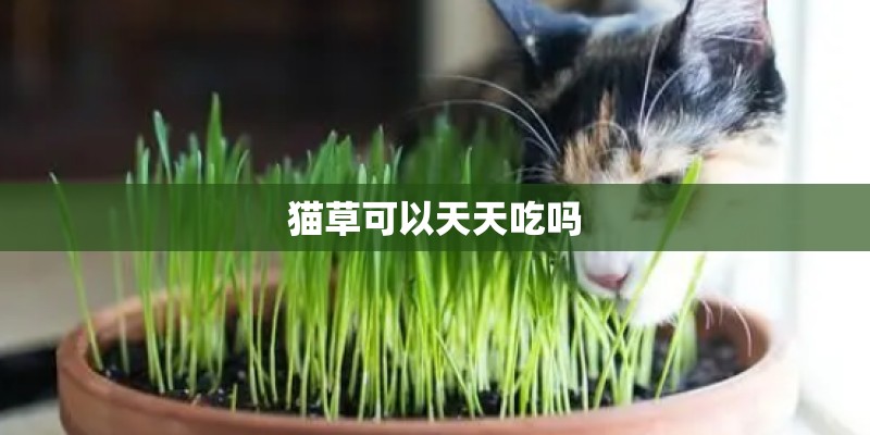 猫草可以天天吃吗