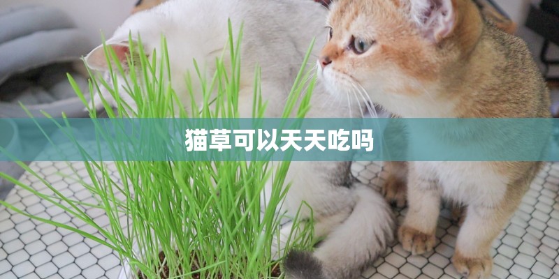 猫草可以天天吃吗