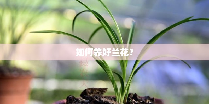 如何养好兰花？