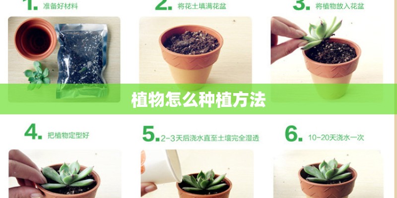 紫薇树简介及资料