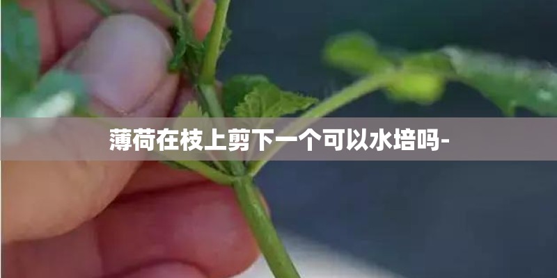 薄荷在枝上剪下一个可以水培吗-