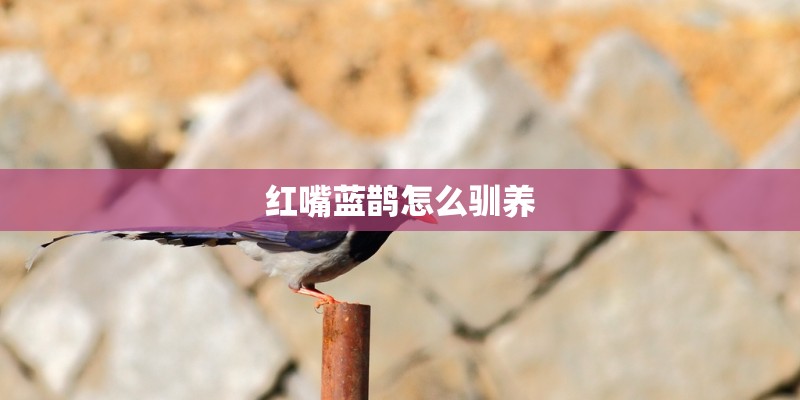 红嘴蓝鹊怎么驯养