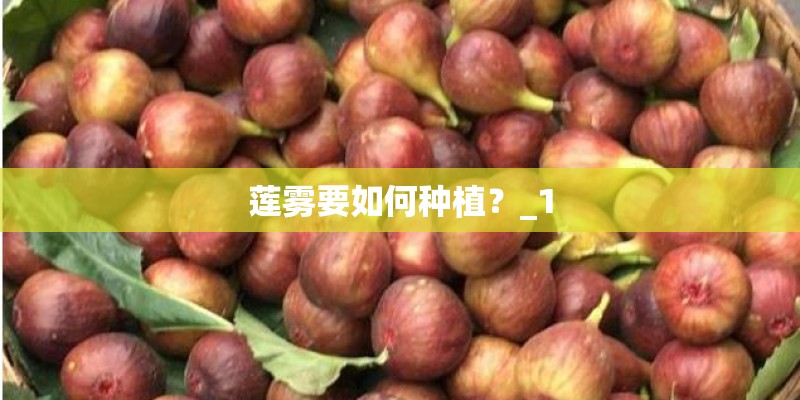 莲雾要如何种植？_1