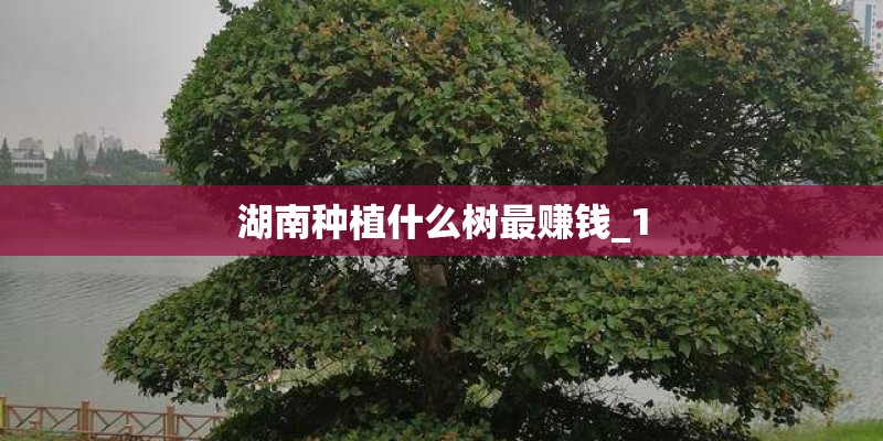 湖南种植什么树最赚钱_1
