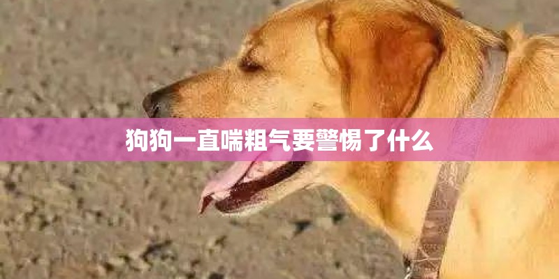 狗狗一直喘粗气要警惕了什么