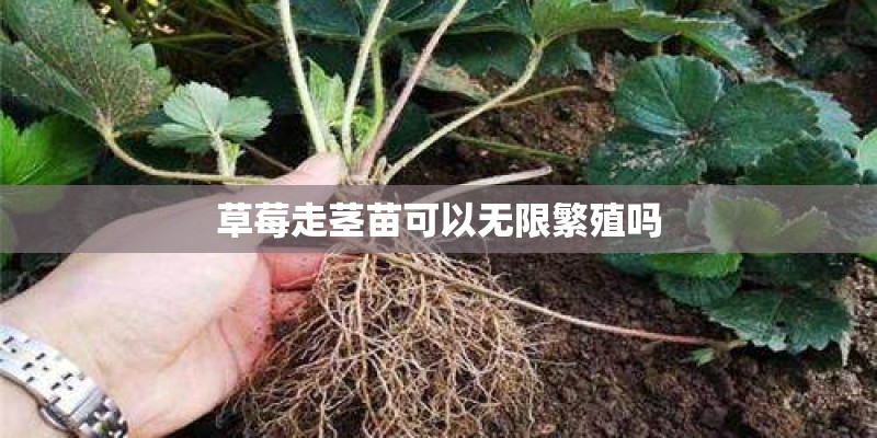 草莓走茎苗可以无限繁殖吗