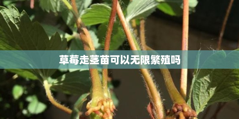草莓走茎苗可以无限繁殖吗