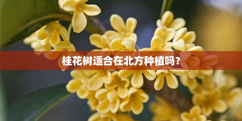 桂花树适合在北方种植吗？