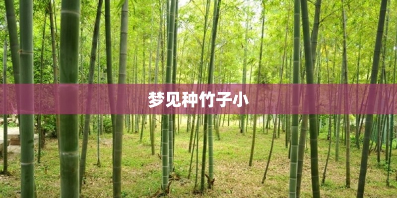 梦见种竹子小